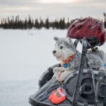 Stuffed sled dog toy