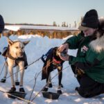 Vet check of Buser's dogs