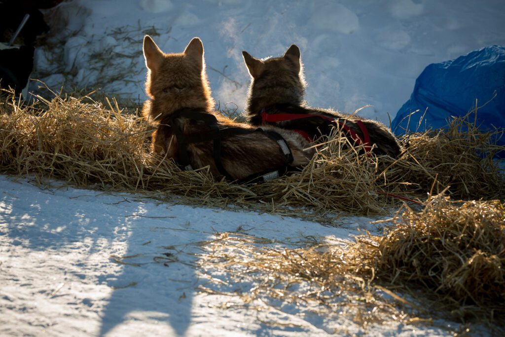 Richie Diehl sled dogs, Ruby