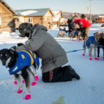 Vet check for Hugh Neff's dogs, Kaltag