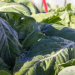 Frosted Cabbage at Pilgrim Produce in 2017.