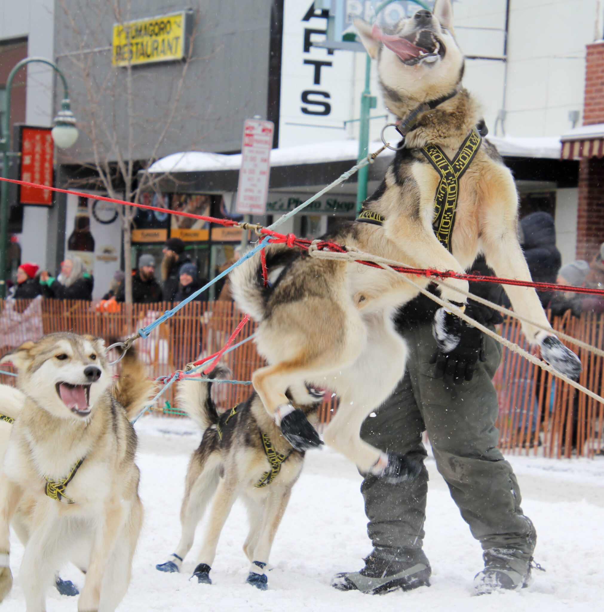 a dog jumps into the air