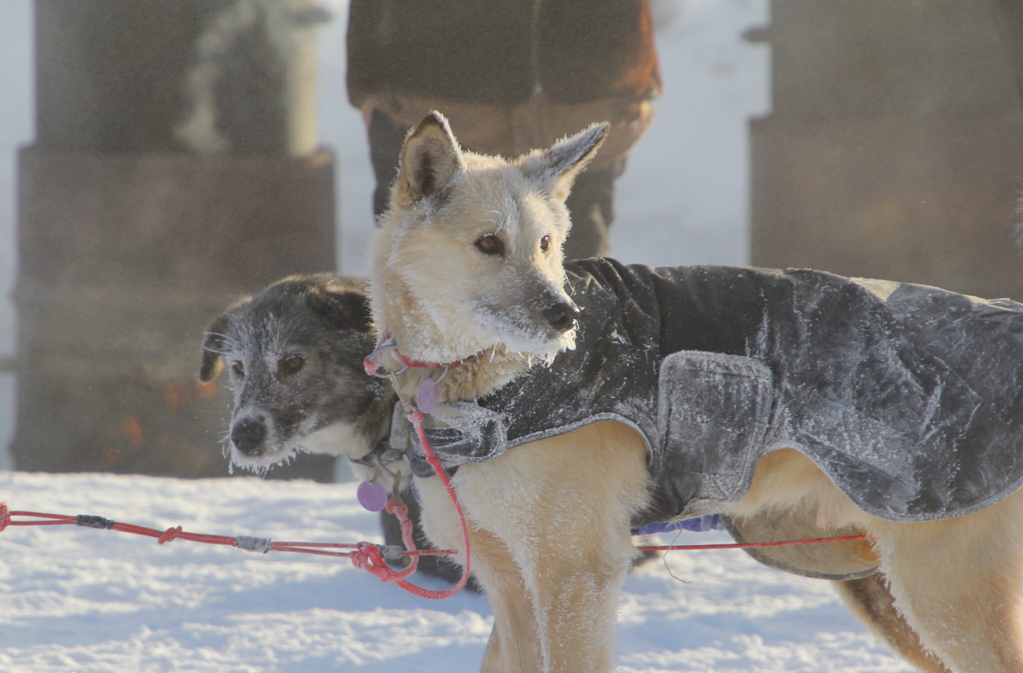 frosty dogs