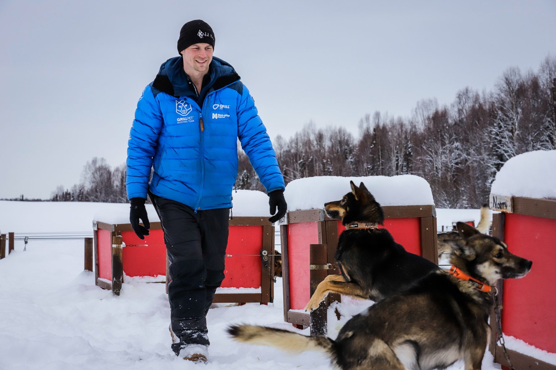 a person walks by dogs and dog houses