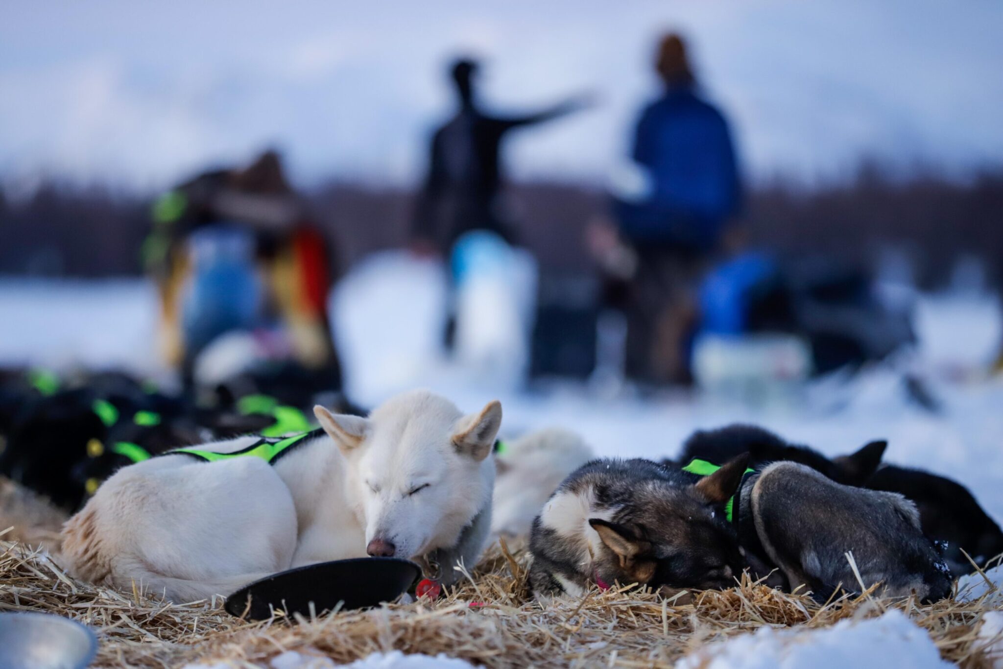 Dogs curl up on straw outside