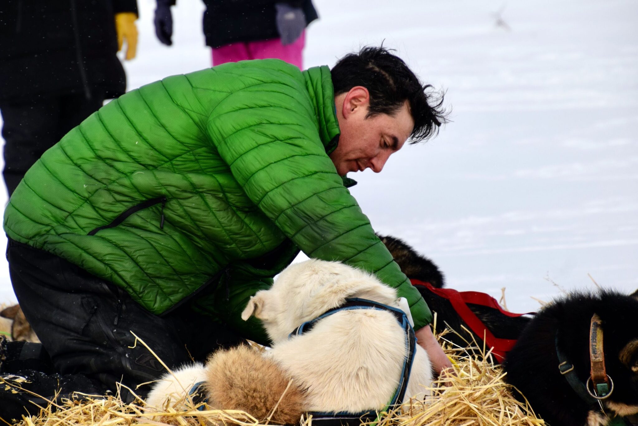 a musher looks at his dogs