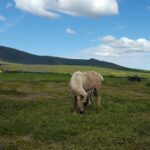 Lone reindeer named Po Dameron, grazing on Midnite Sun Reindeer Ranch land. Photo Credit: Rosa-Lie Debenham, BIA (2017)