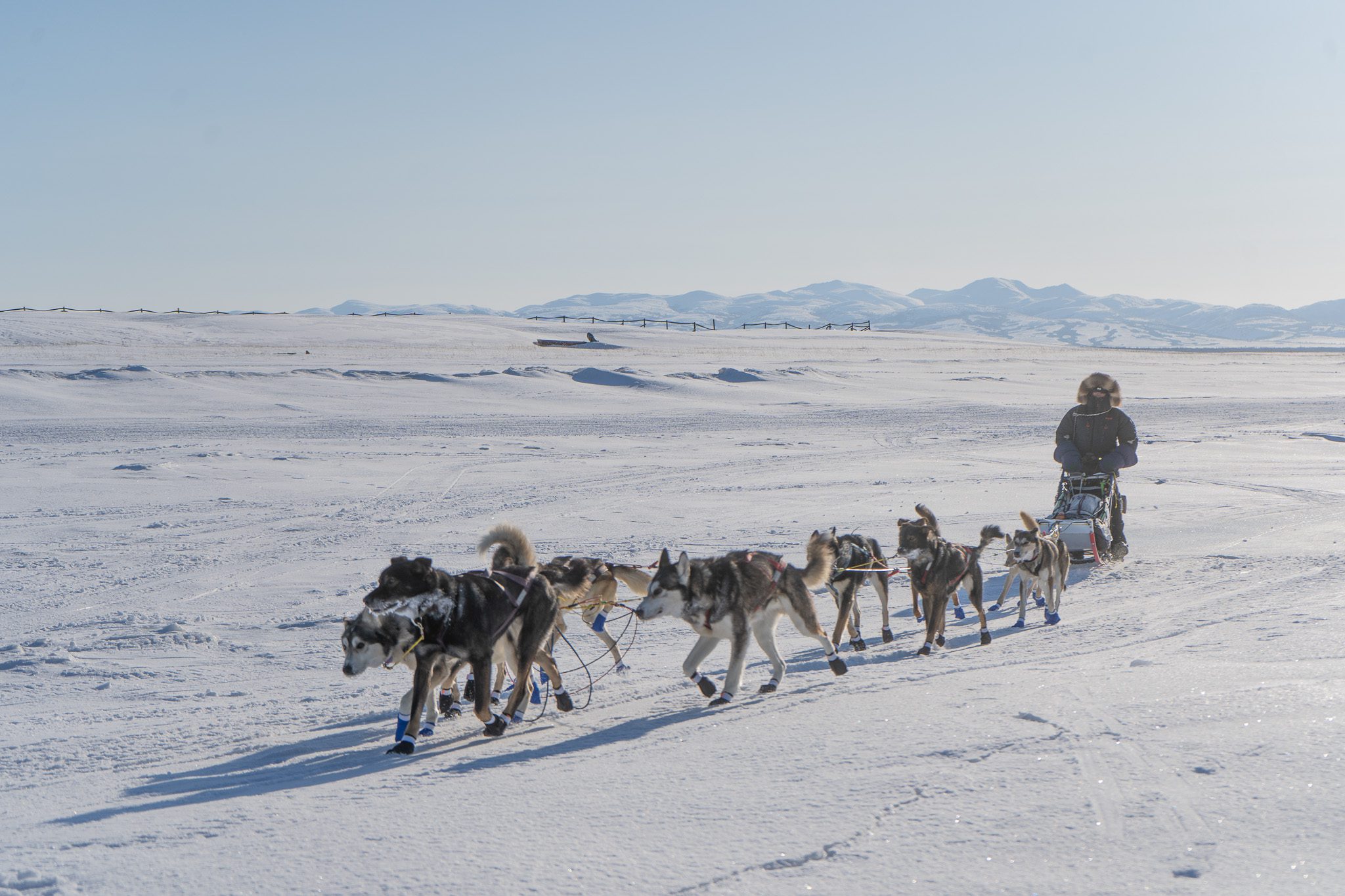 A dog team runs down a trail