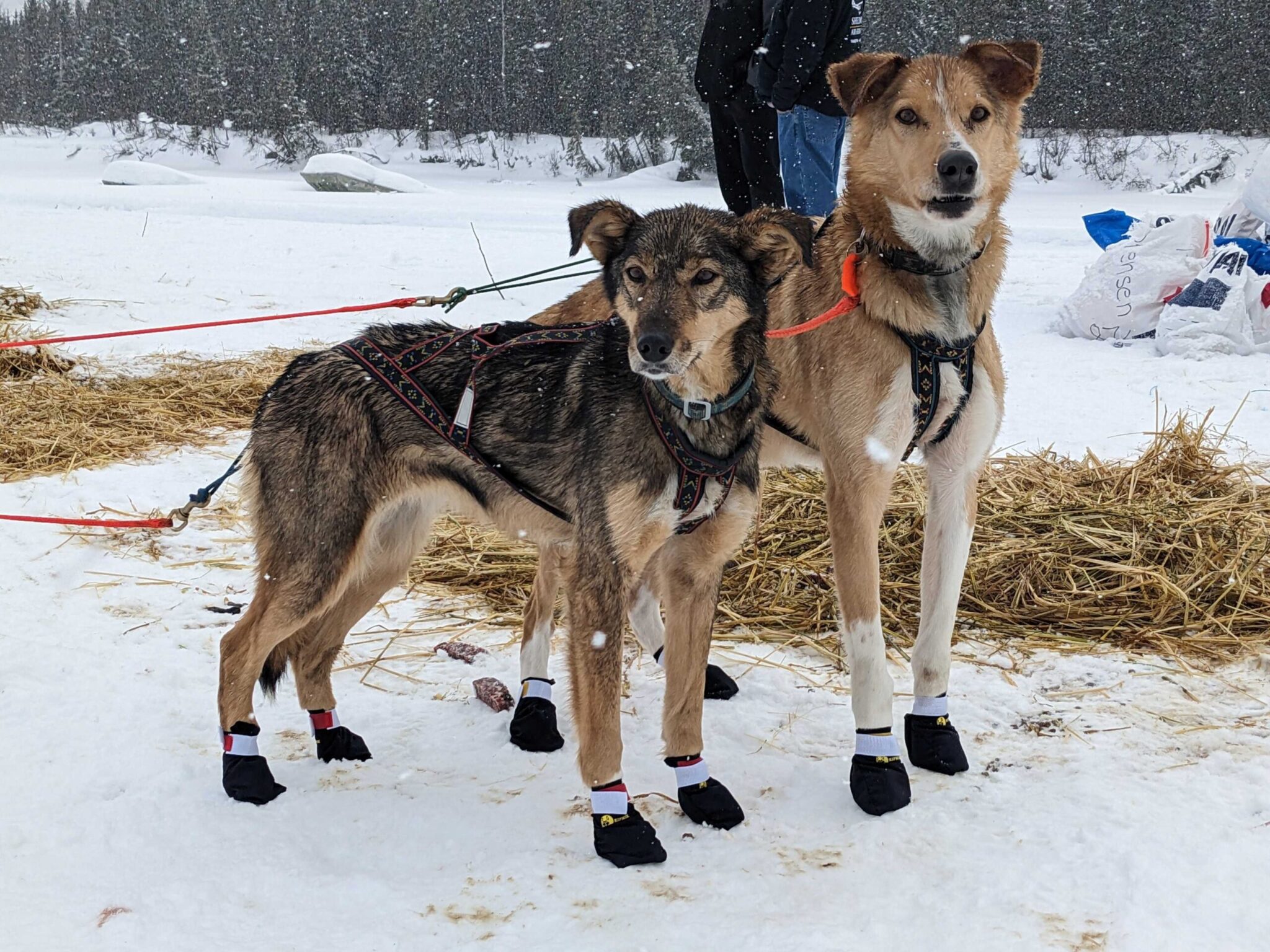 two sled dogs