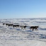 A dog team runs into Nome. (Photo: Maddie Winchester, KNOM)