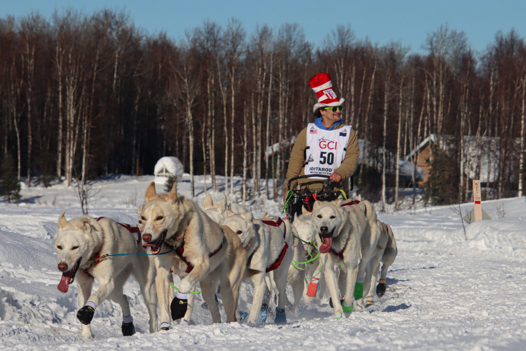 A man in a cat in the hat hat on the sled of a dog team