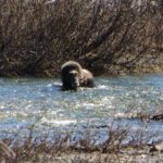 A muskox swimming off the Council road. (Photo: Maddie Winchester, KNOM)