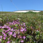 Wildflowers bloom on the way up Newton. (Photo: Maddie Winchester, KNOM)