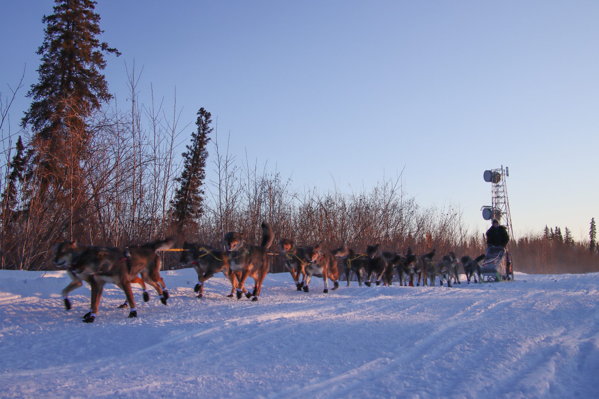 A musher going down a trail next to willows