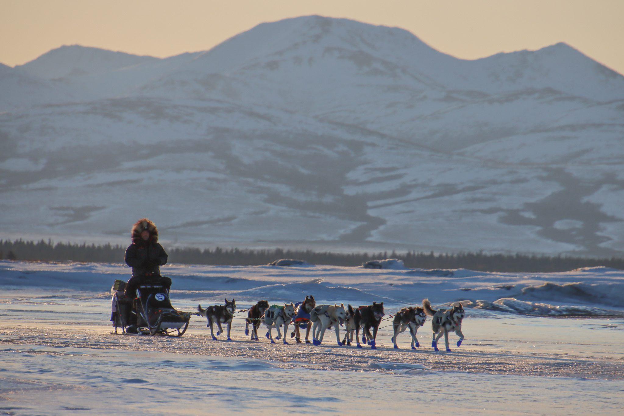 A dog team outside