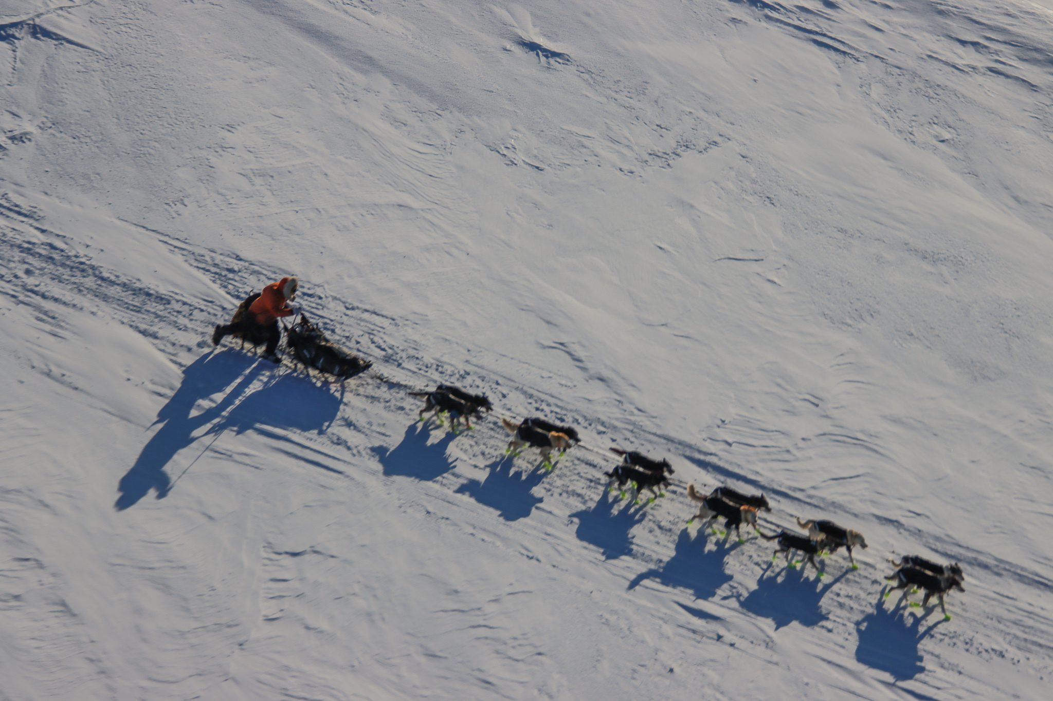 A sled dog team on ice and snow