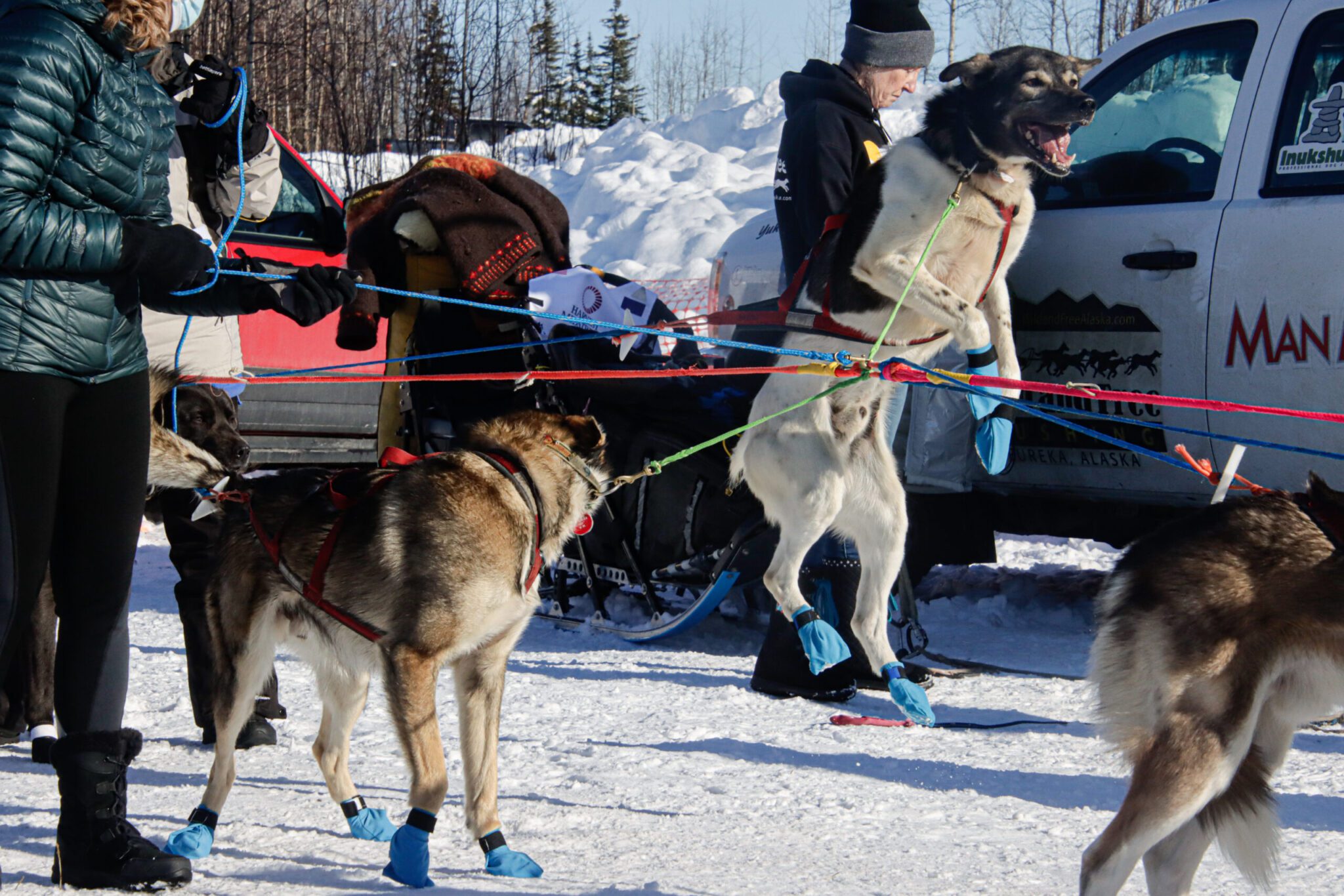 A dog tied up in a harness on a team leaps in the air