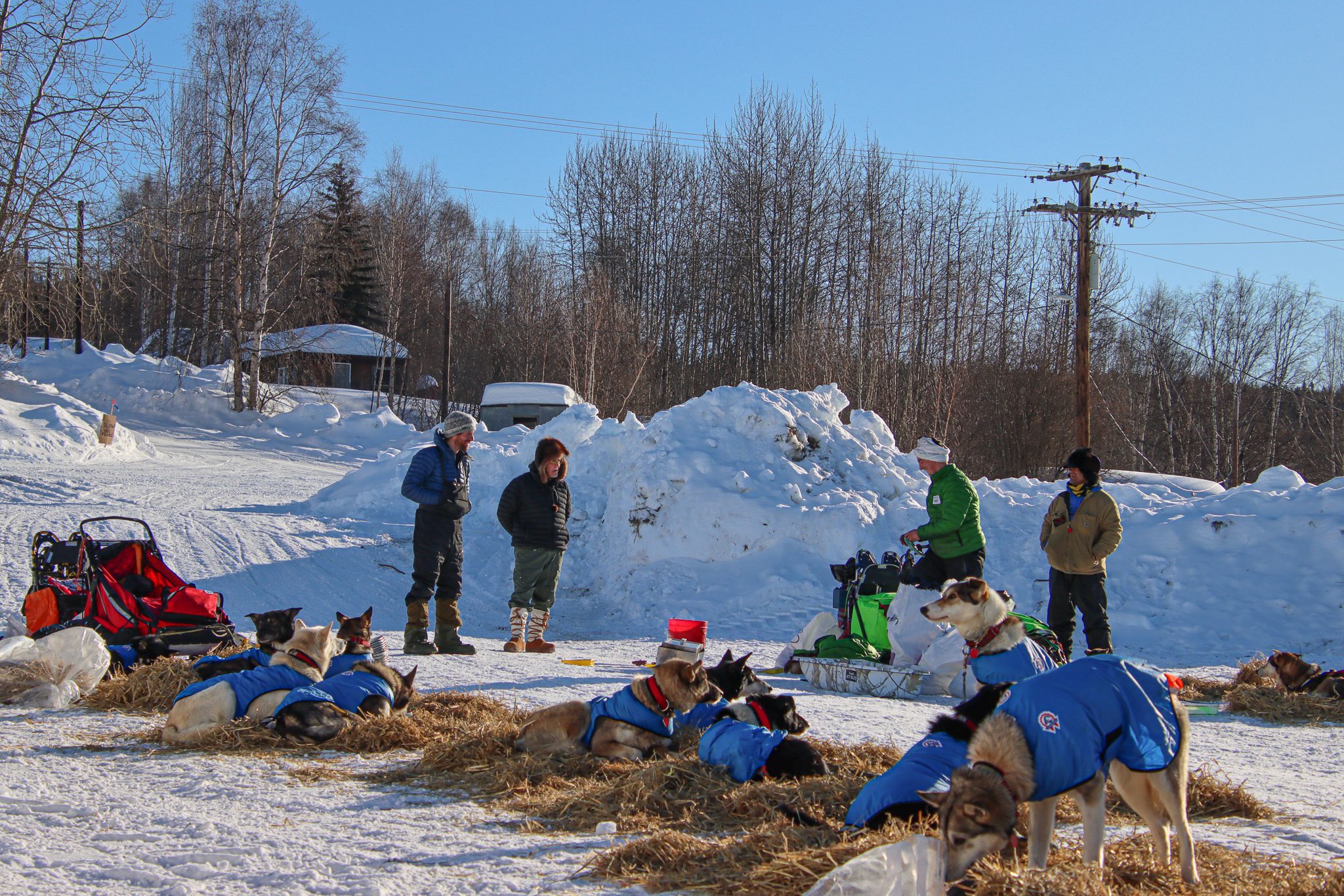 A sled dog team on a sunny day