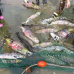 Fish in Seine Net