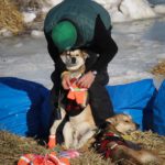 Unalakleet: Kelly Maixner booties sled dog