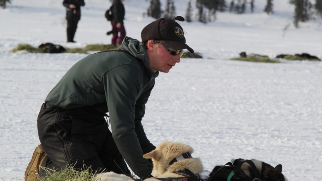 Matt Hall resting his dogs at the Rainy Pass checkpoint during Iditarod 2019. Photo: Zachariah Hughes, Alaska Public Media.