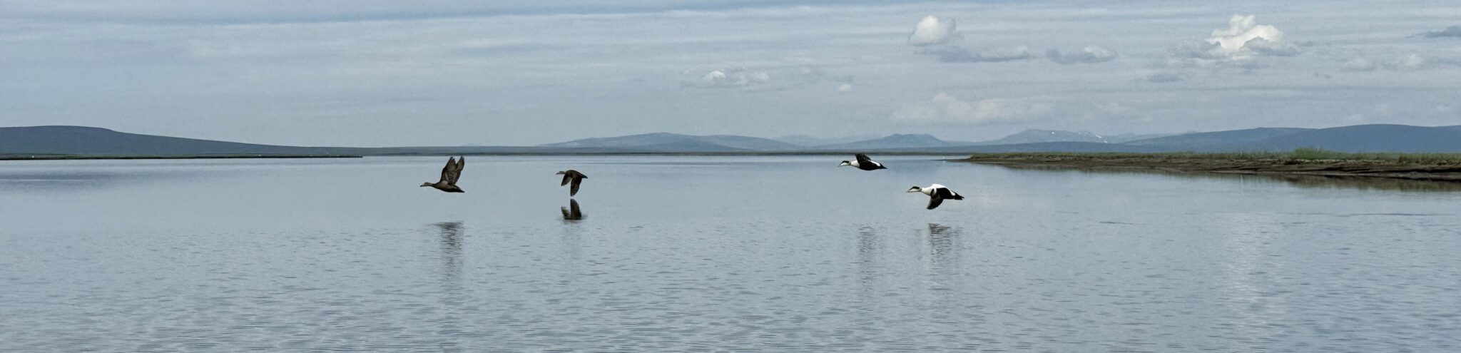 Two pairs of male and female Common Eiders fly above the water of Safety Sound. Ben Townsend photo.