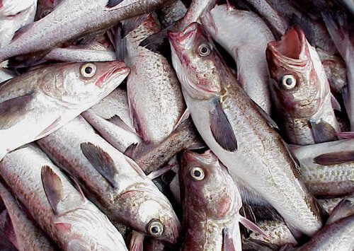 Walleye pollock. Photo courtesy of NOAA.