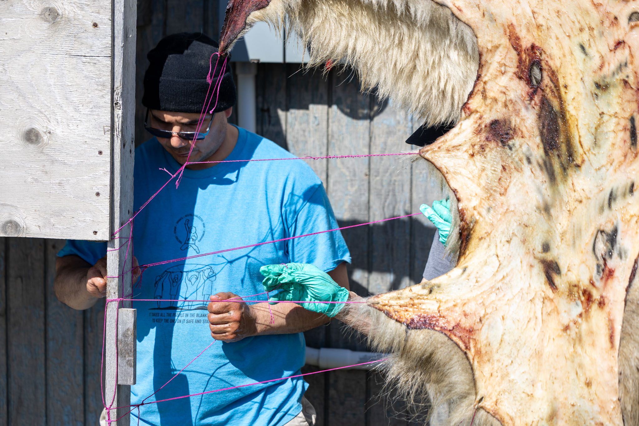 102A9263 Ben Jack pulls on pink twine strung through a polar bear hide. Wali Rana photo.
