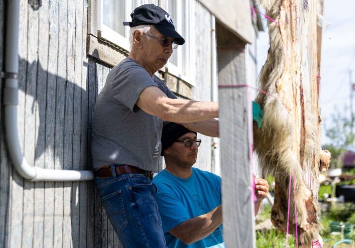 Raymond Paniataaq, left, helps Ben Jack, middle, with tying a polar bear hide to a drying rack. Wali Rana photo.