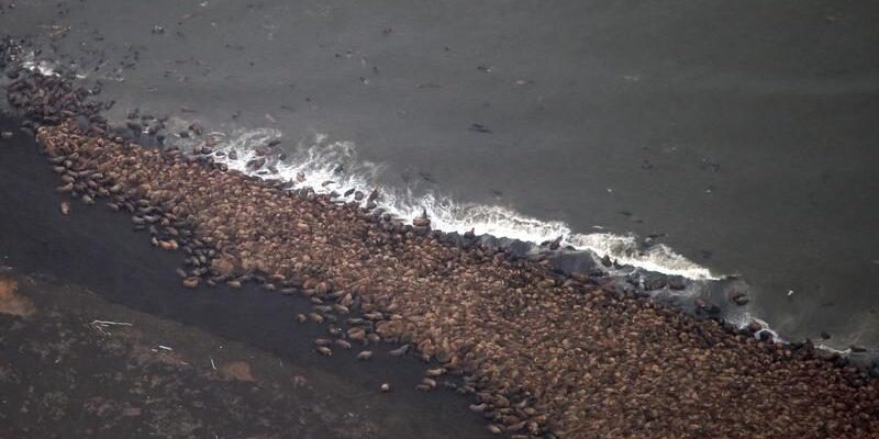 Thousands of Pacific walrus gather on shore near Point Lay in this aerial image captured during a NOAA survey of the Chukchi Sea. The arctic surveys serve to document the distribution and relative abundance of bowhead, gray, right, and fin whales, belugas, and other marine mammals in areas of potential oil and natural gas exploration, development, and production activities in the Alaskan Beaufort and northeastern Chukchi Seas.