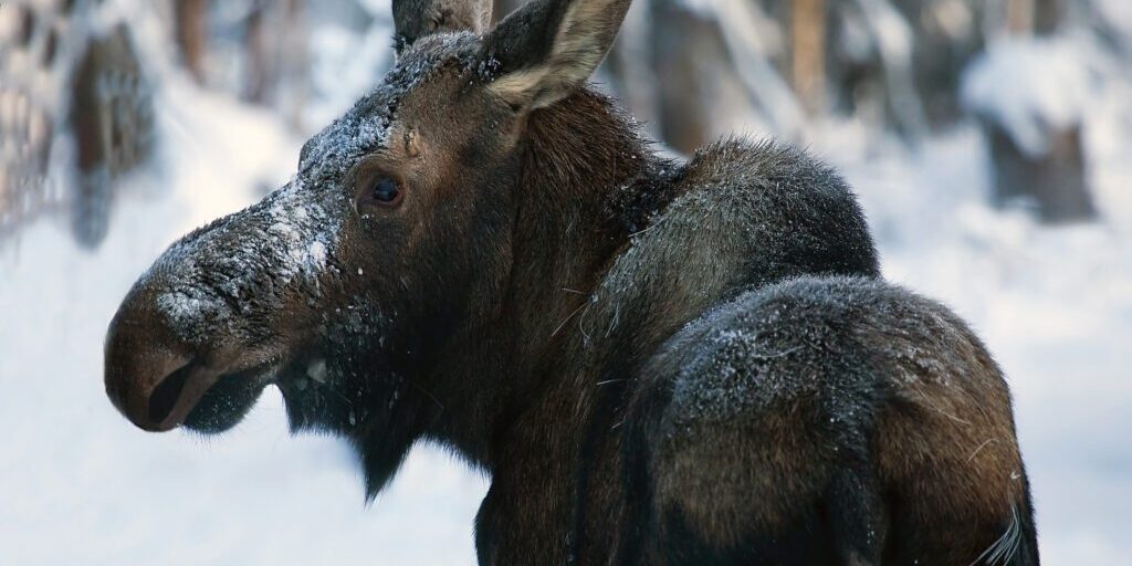 A moose in a snowy forest. KNOM file photo.