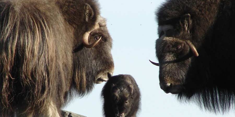 In Bering Land Bridge