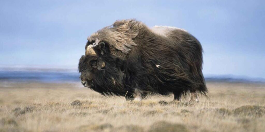 Nome Woman's Citation in Muskox Kill Changed to Warning | KNOM Radio Mission