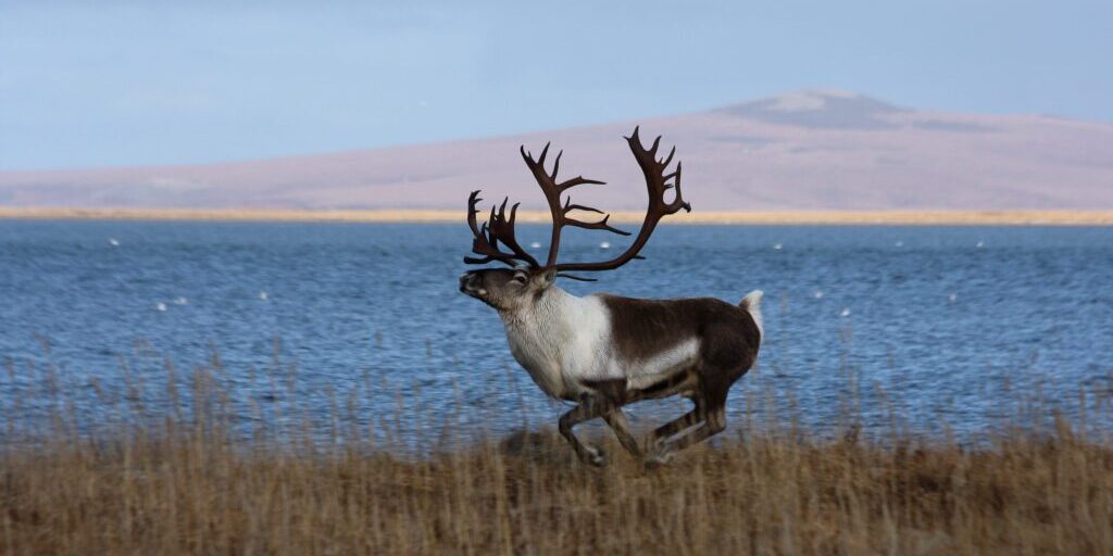 Department of Fish and Game Wants to Repeal Caribou Closure for Non-Local Hunters | KNOM Radio Mission