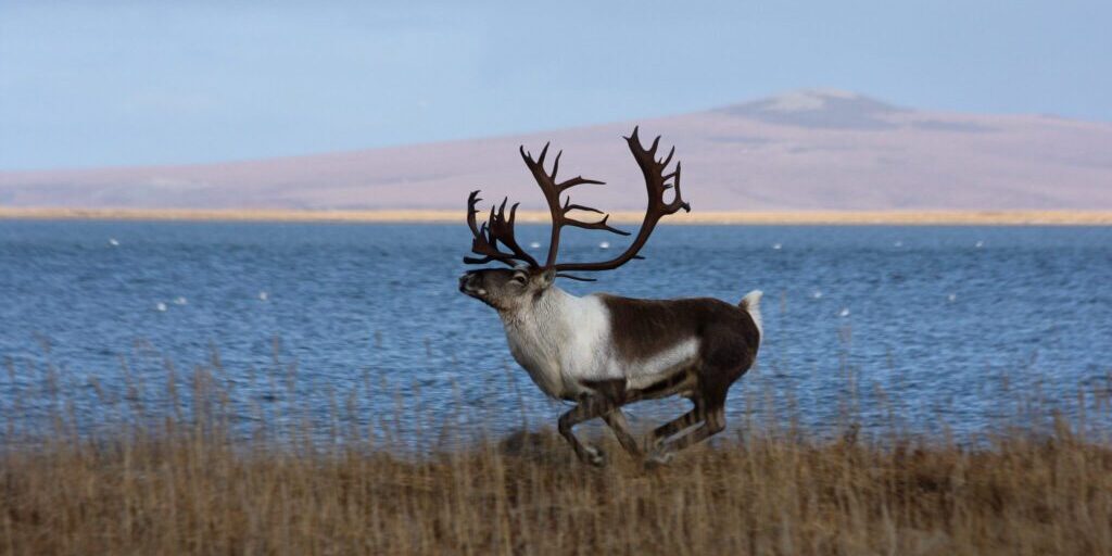 A male caribou runs near Kiwalik, Alaska. Photo: Jim Dau.