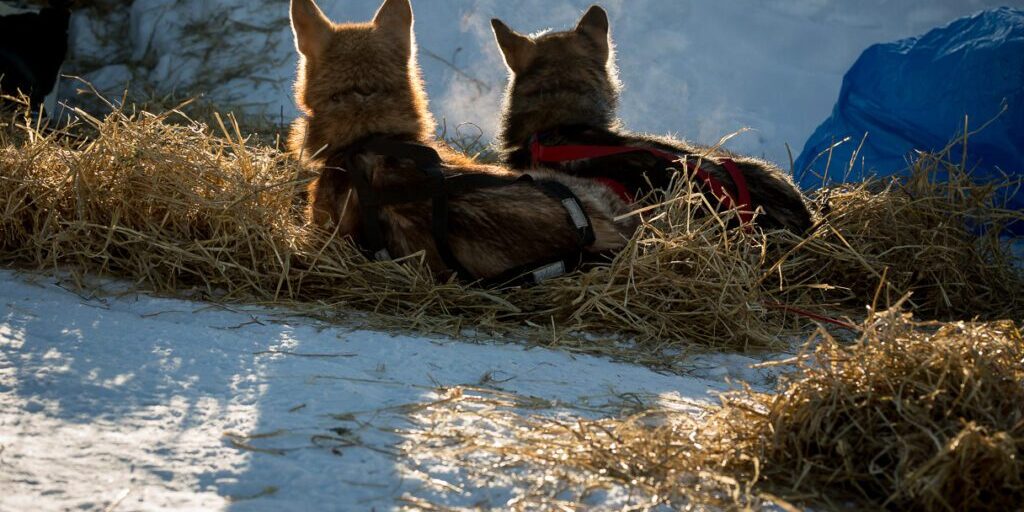 Richie Diehl sled dogs, Ruby