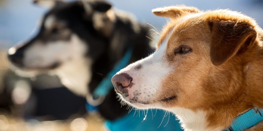 Sled dog in Ruby