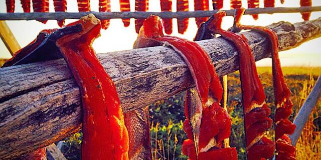 Salmon strips drying in golden sunlight. KNOM file photo.