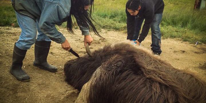 Muskox Killed in Wales While Attacking Dog | KNOM Radio Mission