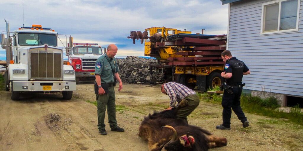 Biologist Forced to "Destroy" Musk Ox in Kotzebue