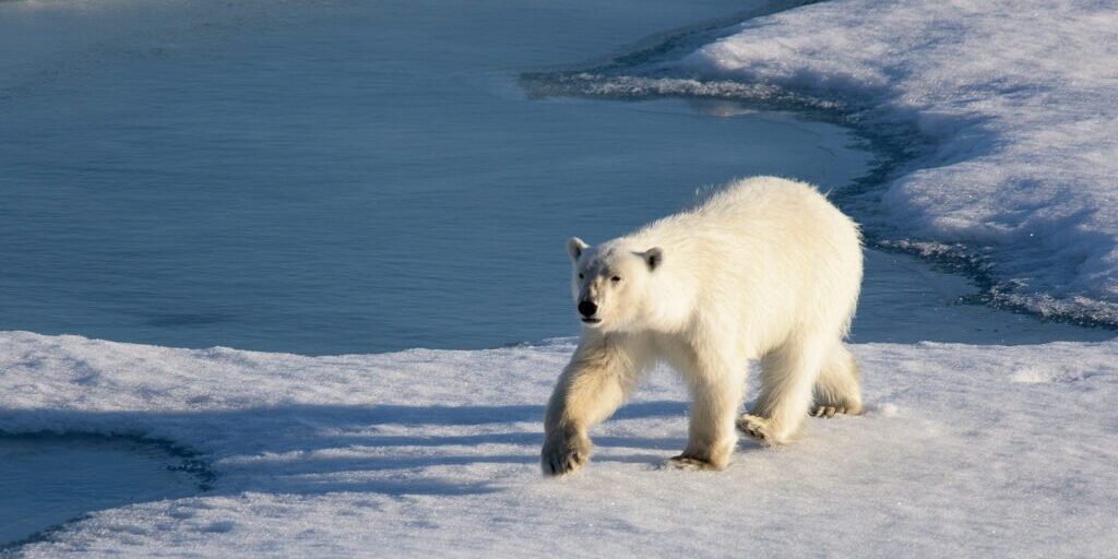 Village of Wales Starts Polar Bear Patrol to Protect Community | KNOM Radio Mission