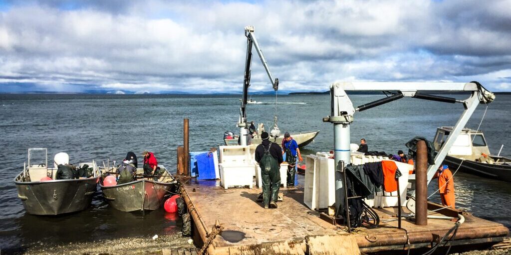 Kotzebue Fishery Closes Early with '3rd Best Harvest in Over 25 Years' | KNOM Radio Mission