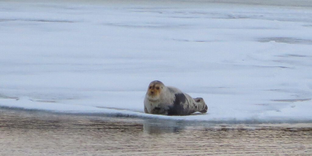 See a stranded marine mammal? Alaska Sea Grant wants to know about it | KNOM Radio Mission