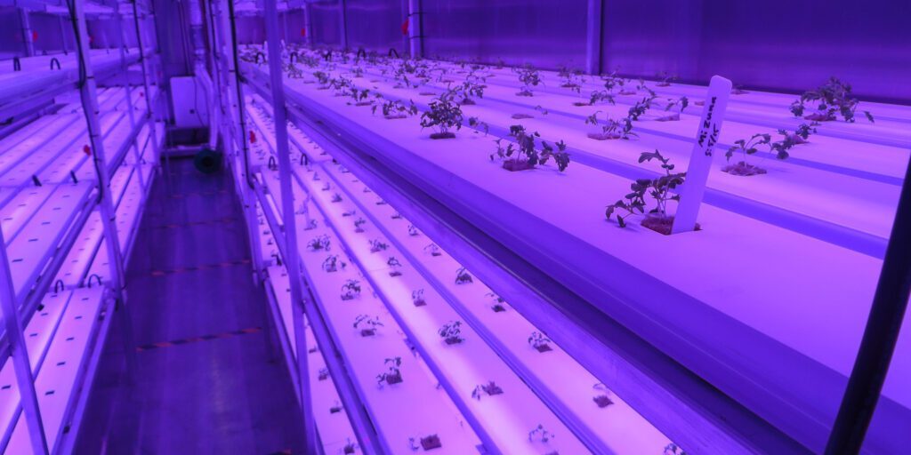 Hydroponics Business Brings Local Produce to Kotzebue | KNOM Radio Mission