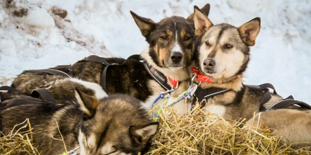 Daylight Saving Time Doesn’t Affect Iditarod Race