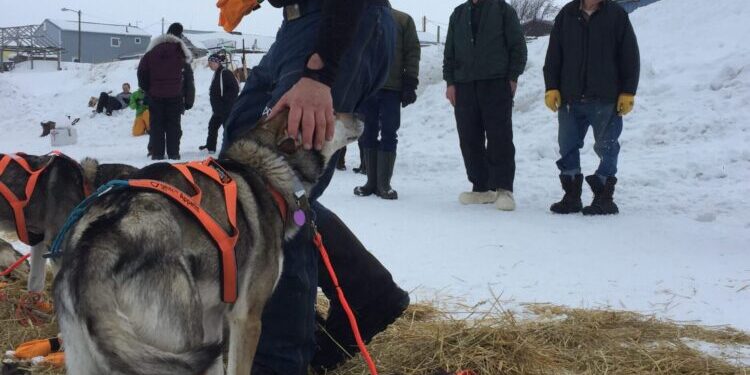 Day 8 of Iditarod 2020: Waerner Holds Lead Out of Koyuk