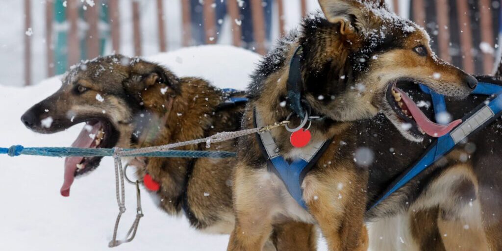 Our favorite 30 photos from the snowy 2022 Iditarod ceremonial start | KNOM Radio Mission