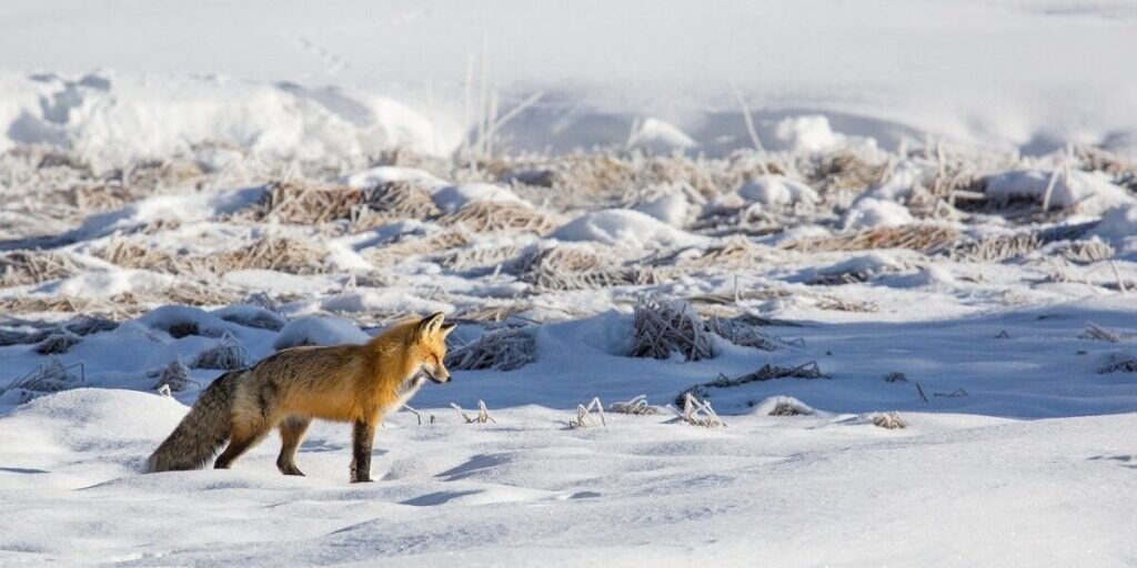 Vulpes vulpes, the red fox, hunting in the sub-Arctic snow. Photo in the public domain, via Pixabay.