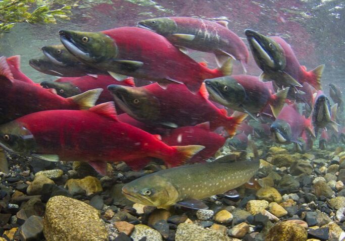 Sockeye salmon migrating to their spawning grounds. Photo: J Armstrong/U of Washington