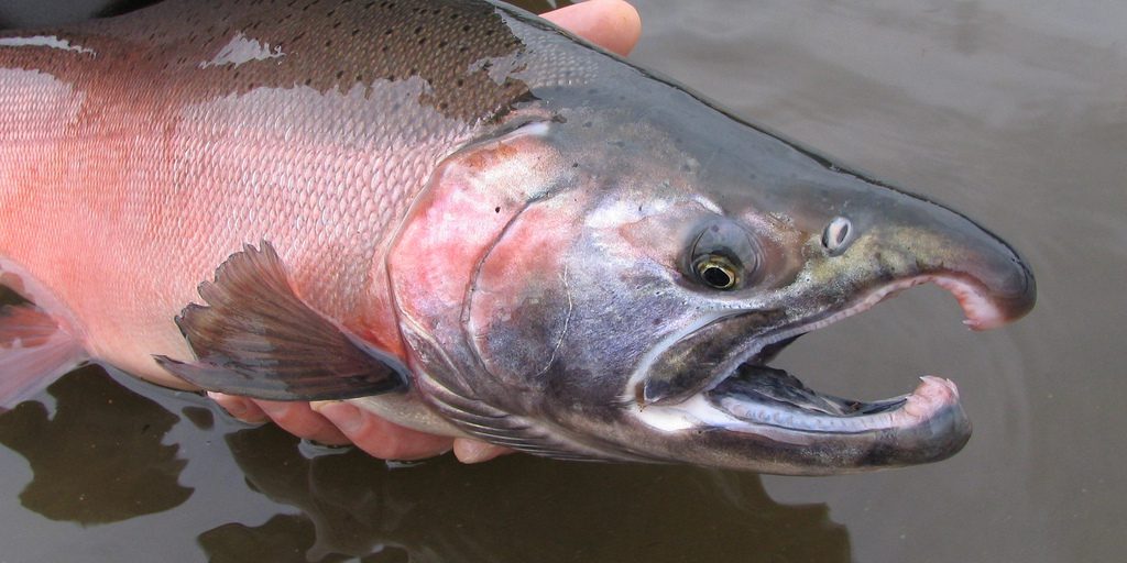 Silver / coho salmon, Yukon Delta NWR. Photo: Craig Springer, U.S. Fish & Wildlife Service